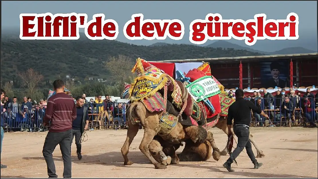 Elifli'de deve güreşleri