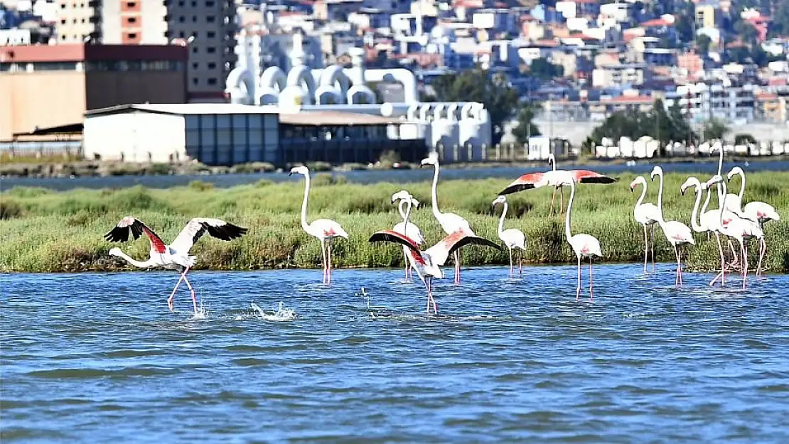 Flamingo Yolu turu 4 binin üzerinde ziyaretçi ağırladı