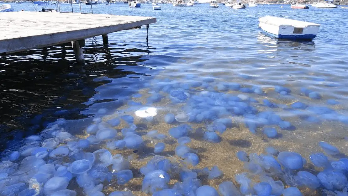 Foça’da denizanalarından deniz görünmüyor