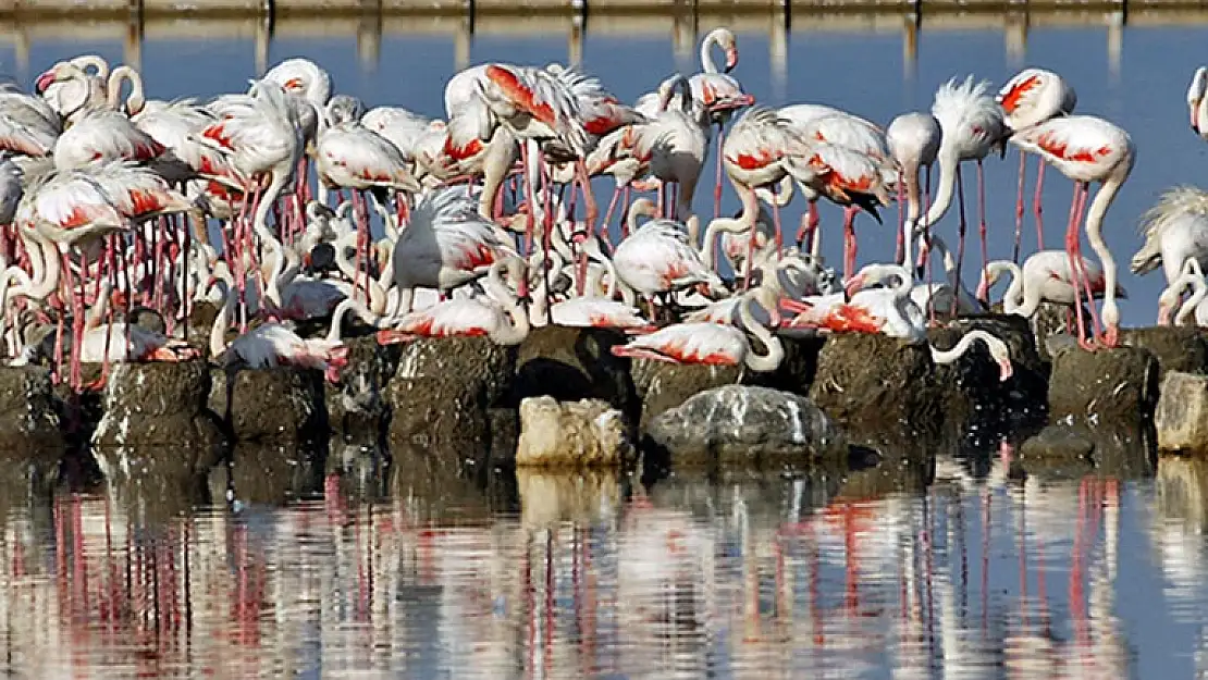 Gediz Deltası’ndaki Yavru Flamingoların Göç ve Yaşam Döngüleri İzleniyor