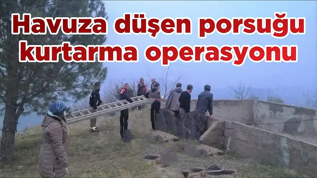 Havuza düşen porsuğu kurtarma operasyonu