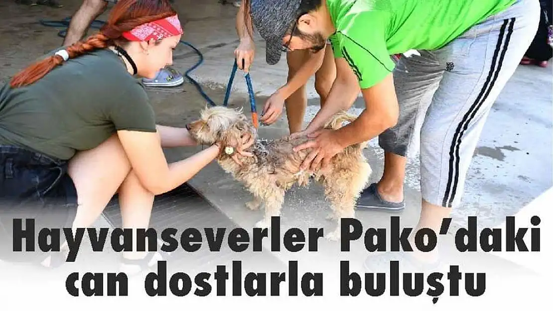 Hayvanseverler Pako'daki can dostlarla buluştu