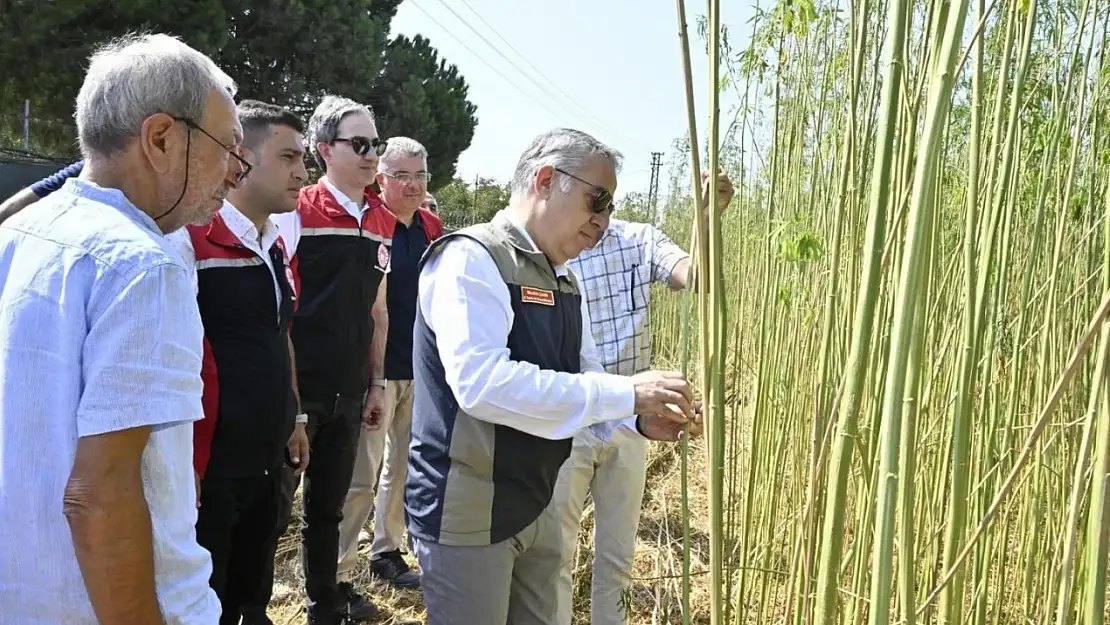 Helvacı Mahallesi'nde İlk Defa İzinli Kenevir Hasadı Yapıldı