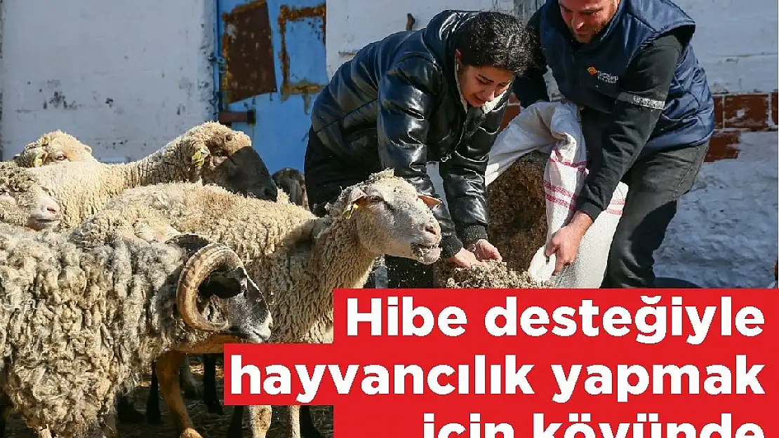 Hibe desteğiyle hayvancılık yapmak için köyünde