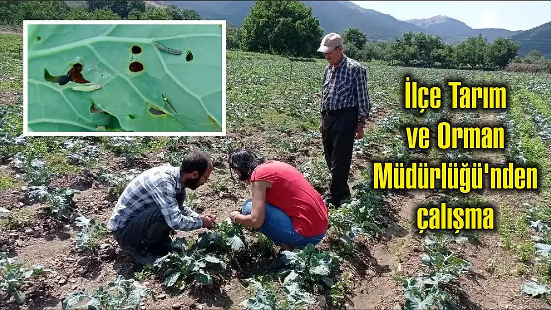 İlçe Tarım ve Orman Müdürlüğü'nden çalışma