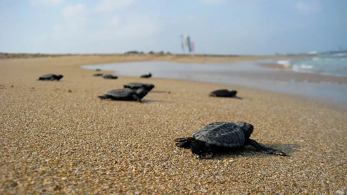 İlk Caretta yuvası koruma altına alındı