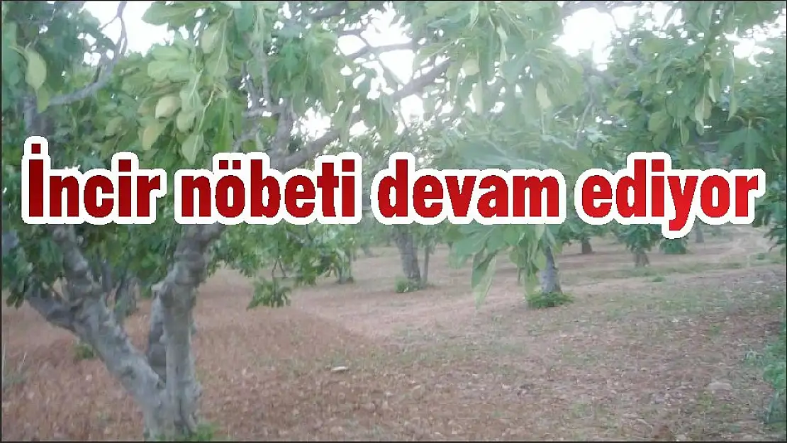 İncir nöbeti devam ediyor