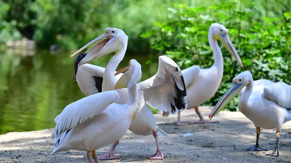 İzmir Doğal Yaşam Parkı, göçmen kuşların uğrak noktası