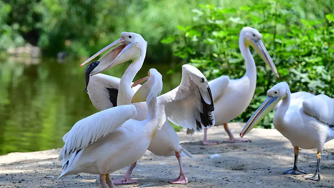 İzmir Doğal Yaşam Parkı'nın göçmen kuşları