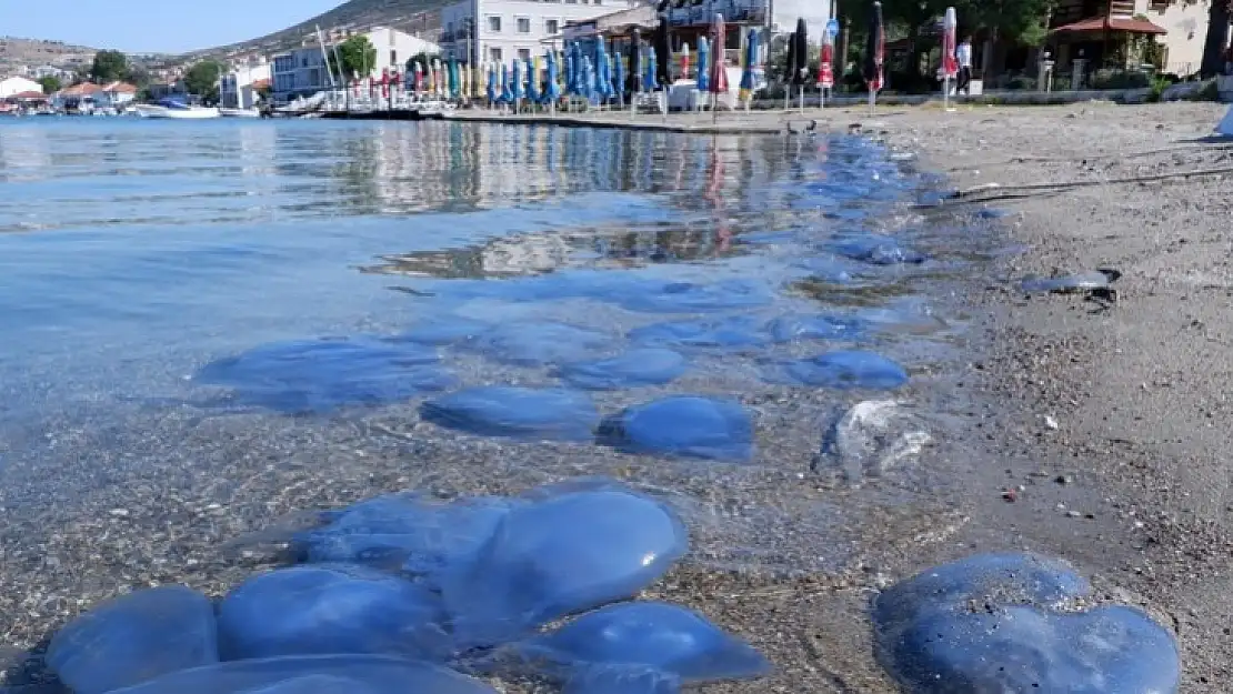 İzmir kıyıları istila altında