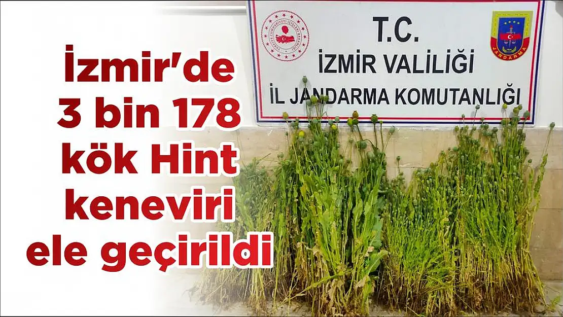 İzmir’de 3 bin 178 kök Hint keneviri ele geçirildi