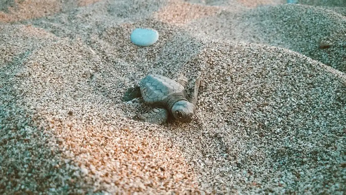 İztuzu Plajında caretta istilası!