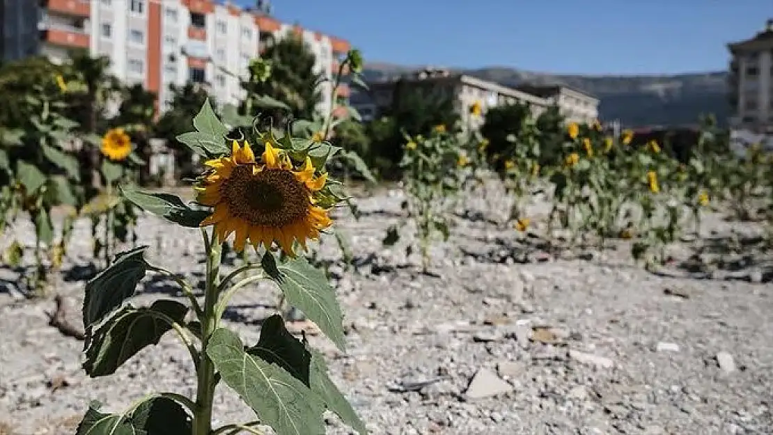 Kahramanmaraş’ta depremde yıkılan kuruyemişçinin enkazında ayçiçekleri yeşerdi.