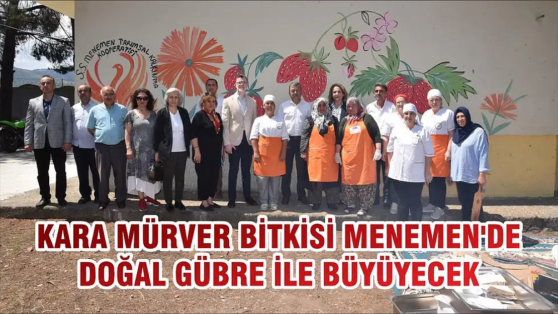 KARA MÜRVER BİTKİSİ MENEMEN'DE DOĞAL GÜBRE İLE BÜYÜYECEK