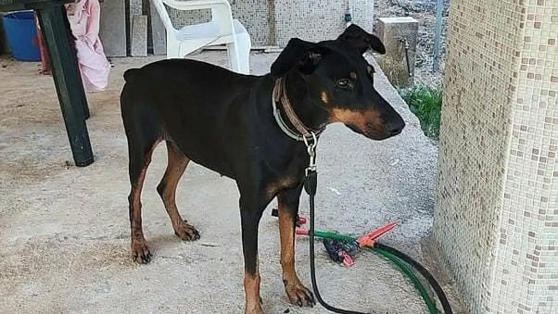 Kayıp ekonomistin köpeği eve geri döndü