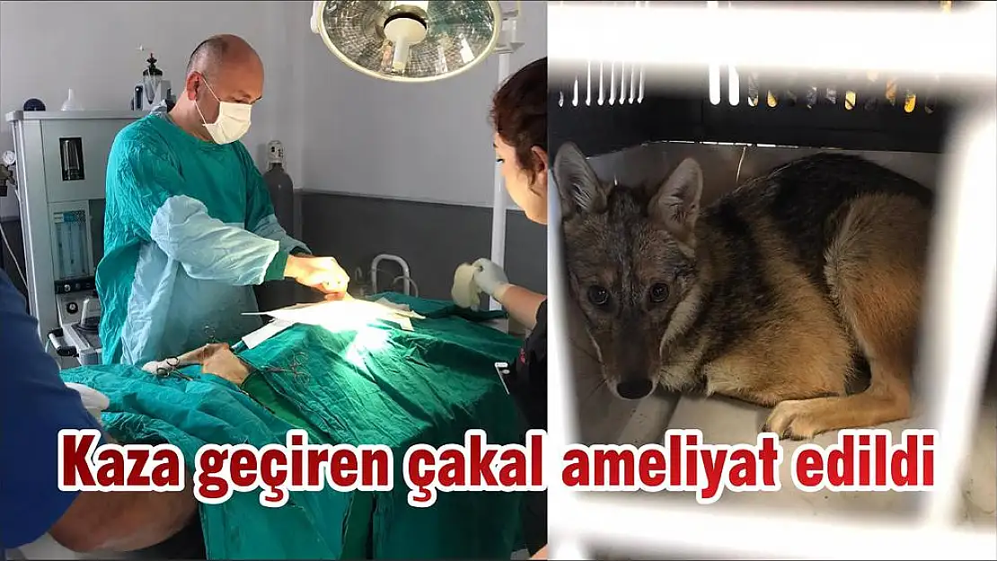 Kaza geçiren çakal ameliyat edildi