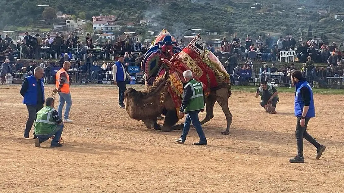 Kemalpaşa'da deve güreşleri yapıldı