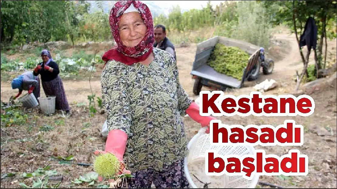 Kestane hasadı başladı