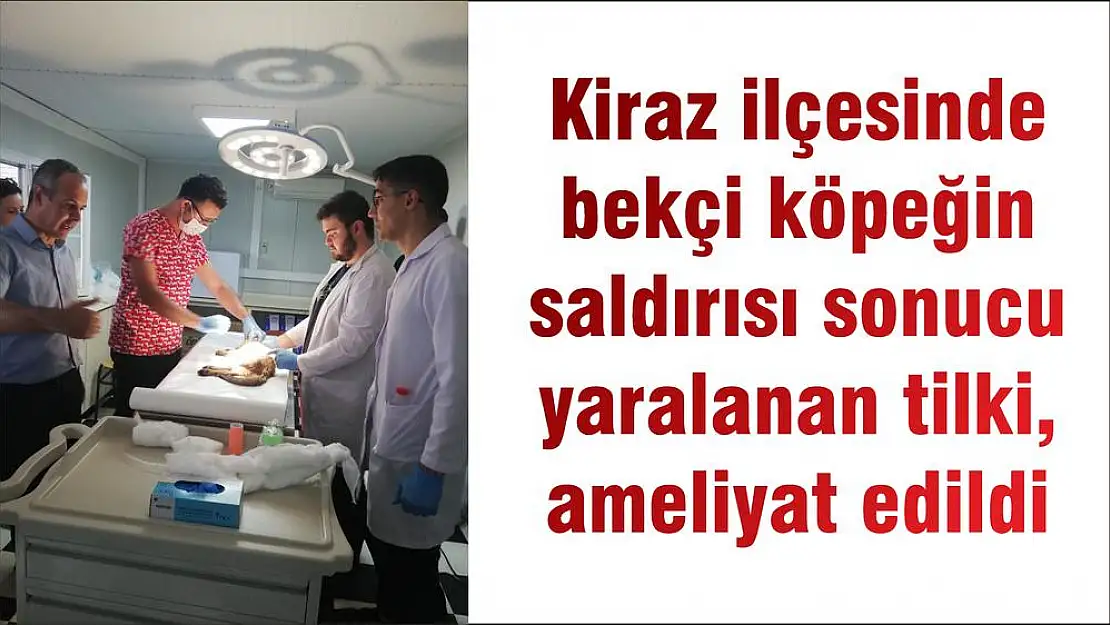 Kiraz ilçesinde bekçi köpeğin saldırısı sonucu yaralanan tilki, ameliyat edildi