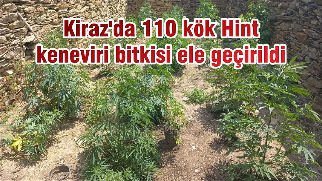 Kiraz’da 110 kök Hint keneviri bitkisi ele geçirildi