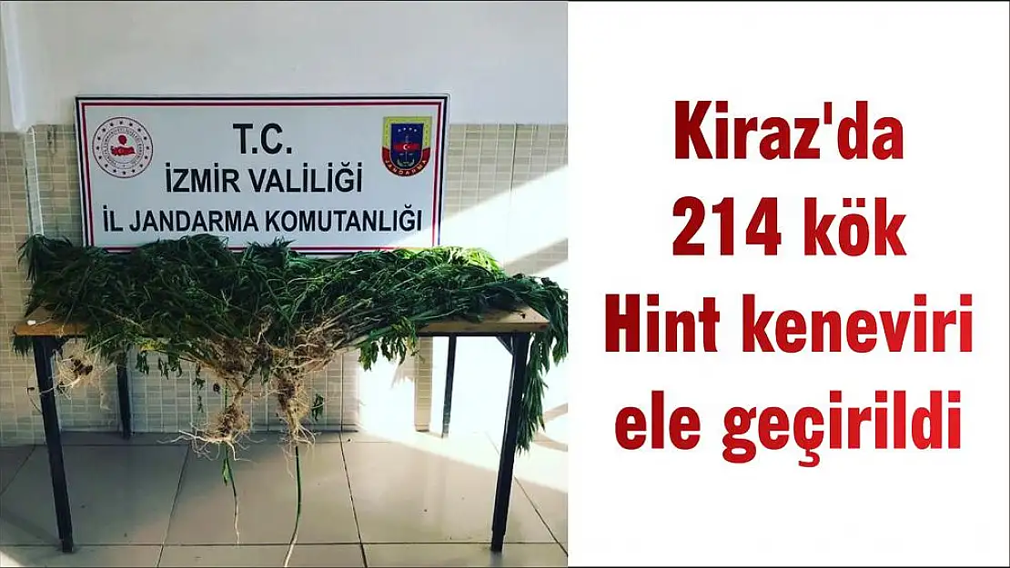 Kiraz’da 214 kök Hint keneviri ele geçirildi