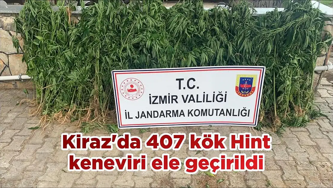 Kiraz'da 407 kök Hint keneviri ele geçirildi