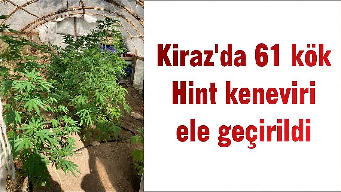 Kiraz’da 61 kök Hint keneviri ele geçirildi