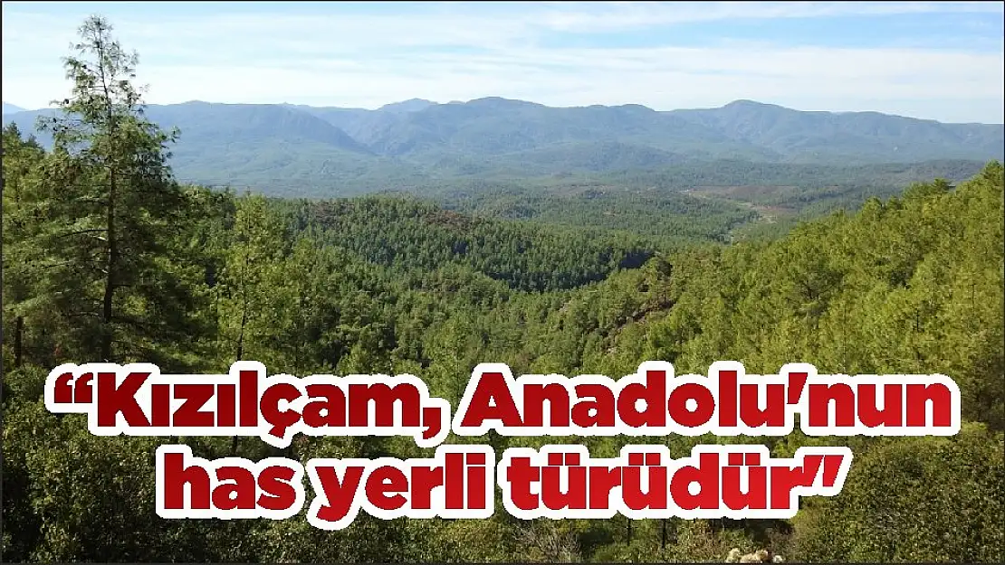 “Kızılçam, Anadolu’nun has yerli türüdür”