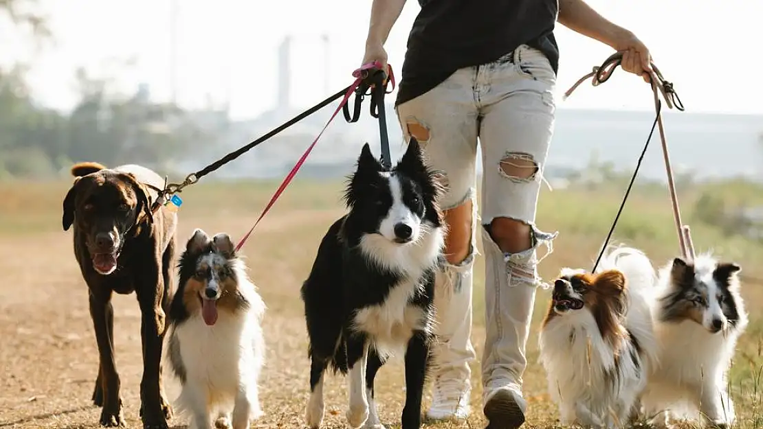 Köpek Bakımı: Sağlıklı ve Mutlu Bir Dost İçin Tavsiyeler