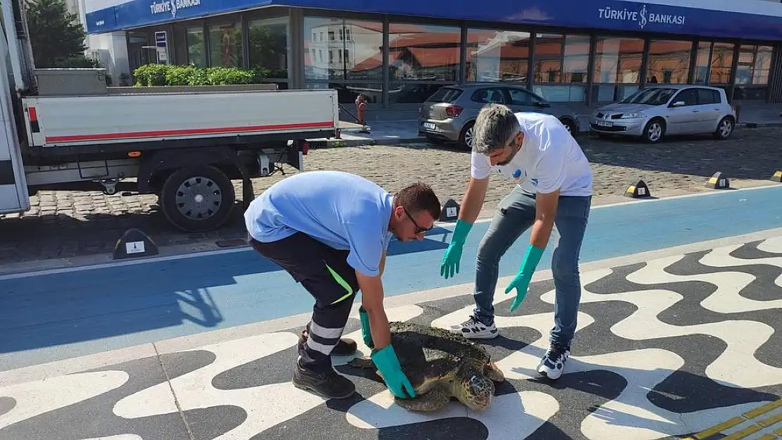 Körfez'de yaralı Caretta Caretta bulundu