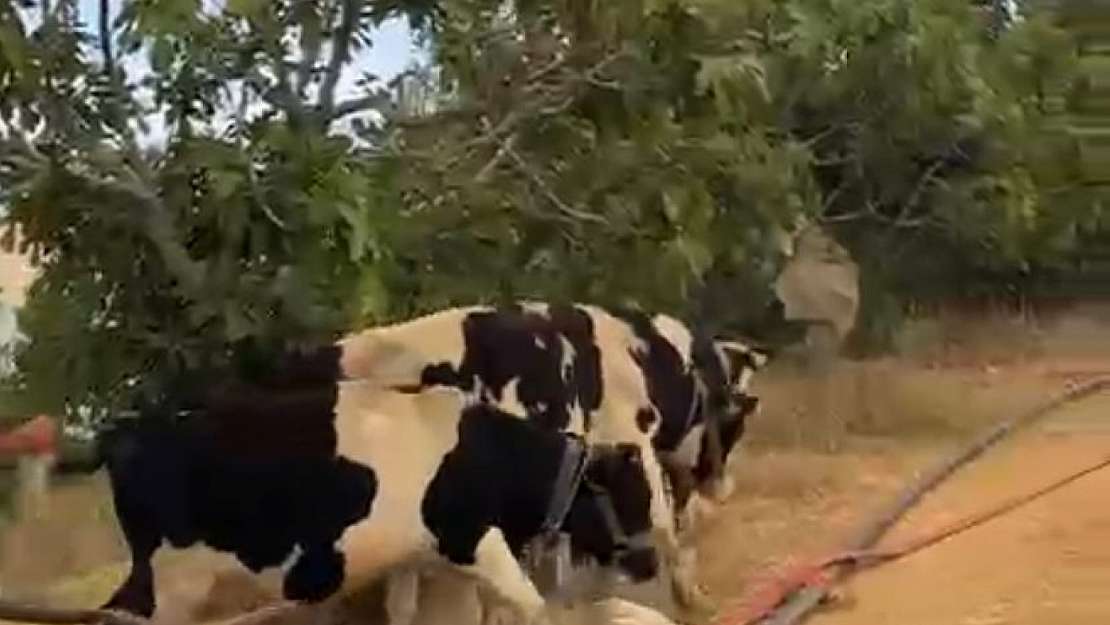 Köseler'de Alevler Yerleşim Alanına Yayıldı