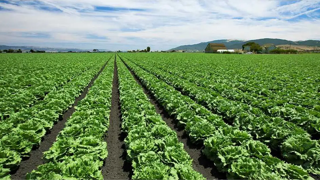 Kurak geçen kış yazın çok üzecek