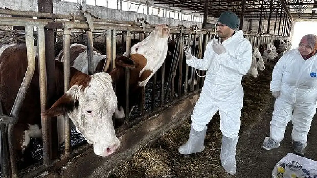 Kurban Bayramı öncesi besicilere karantina uyarısı