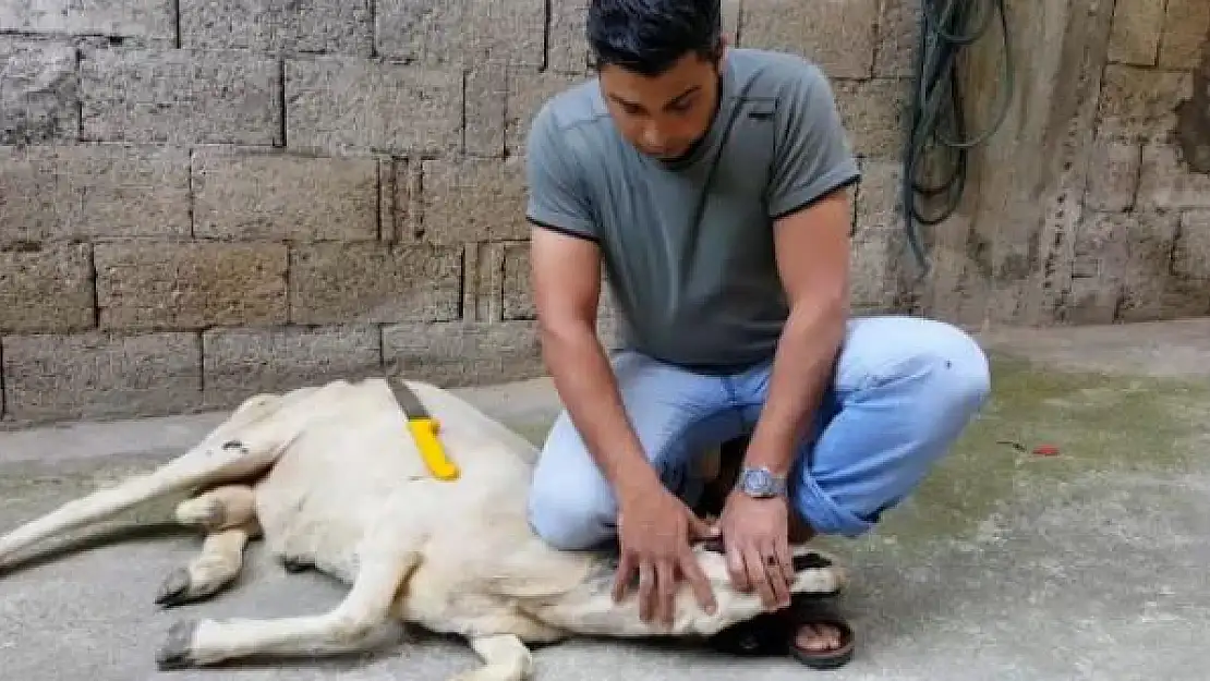 Kurban keserken hangi hususlara dikkat edilmelidir? Kimler kurban kesmekle yükümlüdür? Kurbanlık hayvanı elektrik veya narkozla bayıltarak kesmek caiz midir?  Kurban keserken Allah'ın isminin anılmasının, besmele çekilmesinin hükmü nedir? Kesim sırasında 