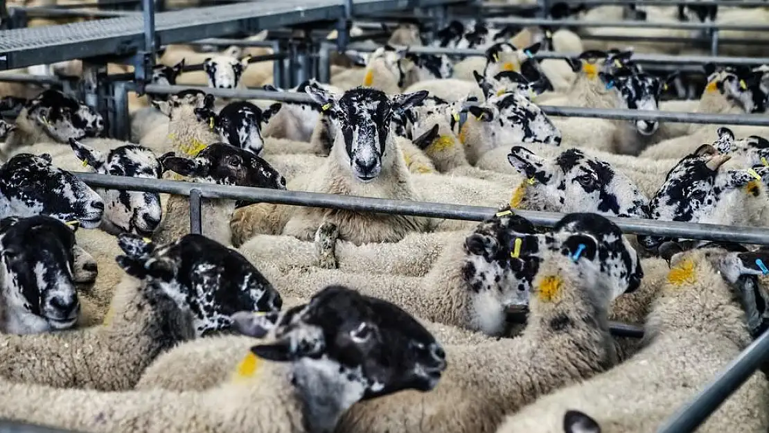 Kurban keserken nelere dikkat etmek gerekiyor