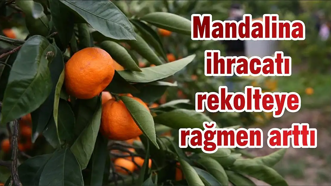 Mandalina ihracatı rekolteye rağmen arttı