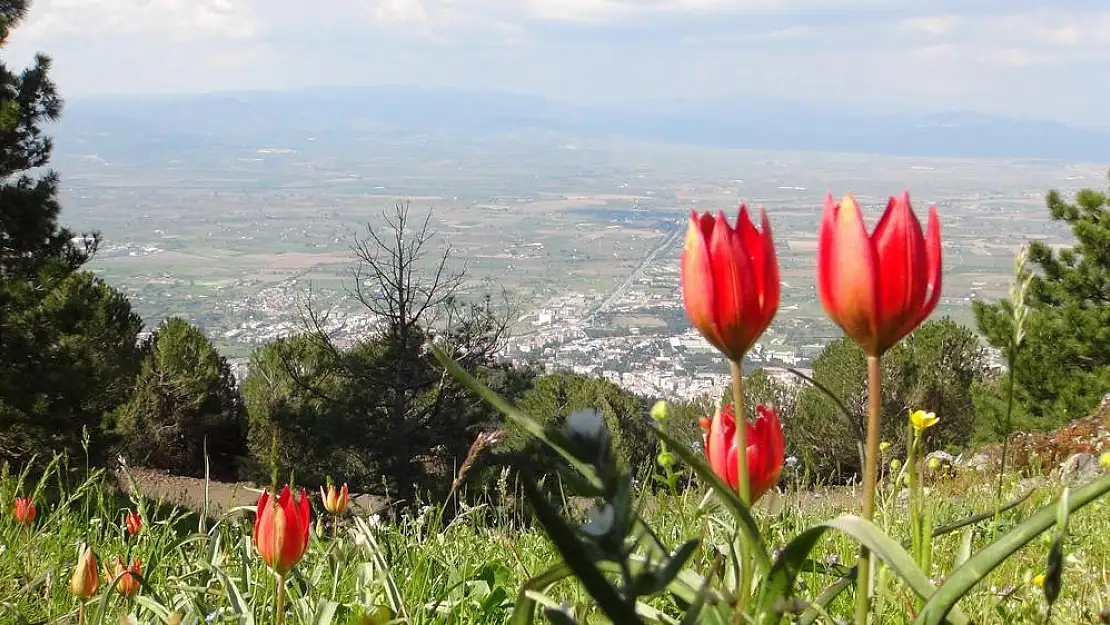 Manisa lalesi görenleri mest ediyor