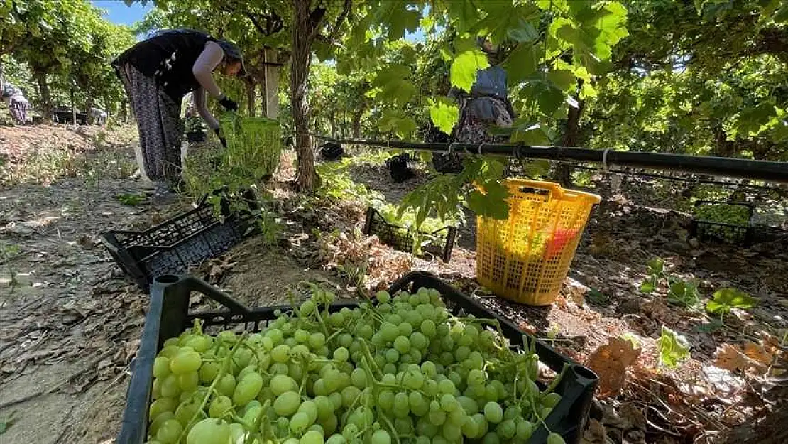 Manisa’nın Ünlü Üzüm Bağlarında Hasat Heyecanı Başladı