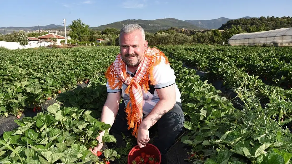 Menemen 13. çilek festivalinde çileğe doyacak