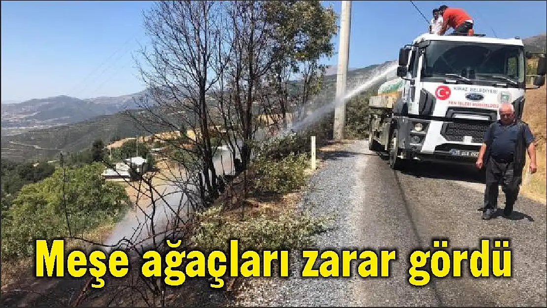 Meşe ağaçları zarar gördü