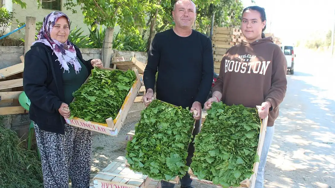 Meşhur Alaşehir asma yaprağı satışa çıktı