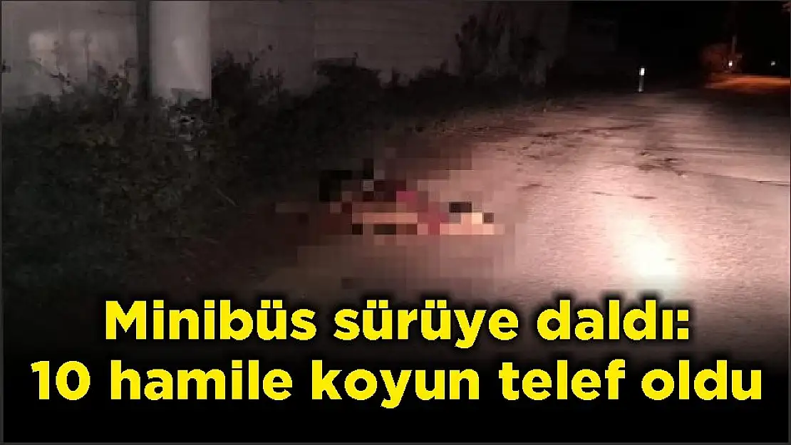 Minibüs sürüye daldı: 10 hamile koyun telef oldu