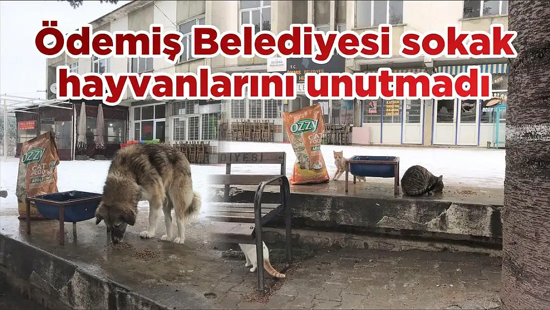 Ödemiş Belediyesi sokak hayvanlarını unutmadı
