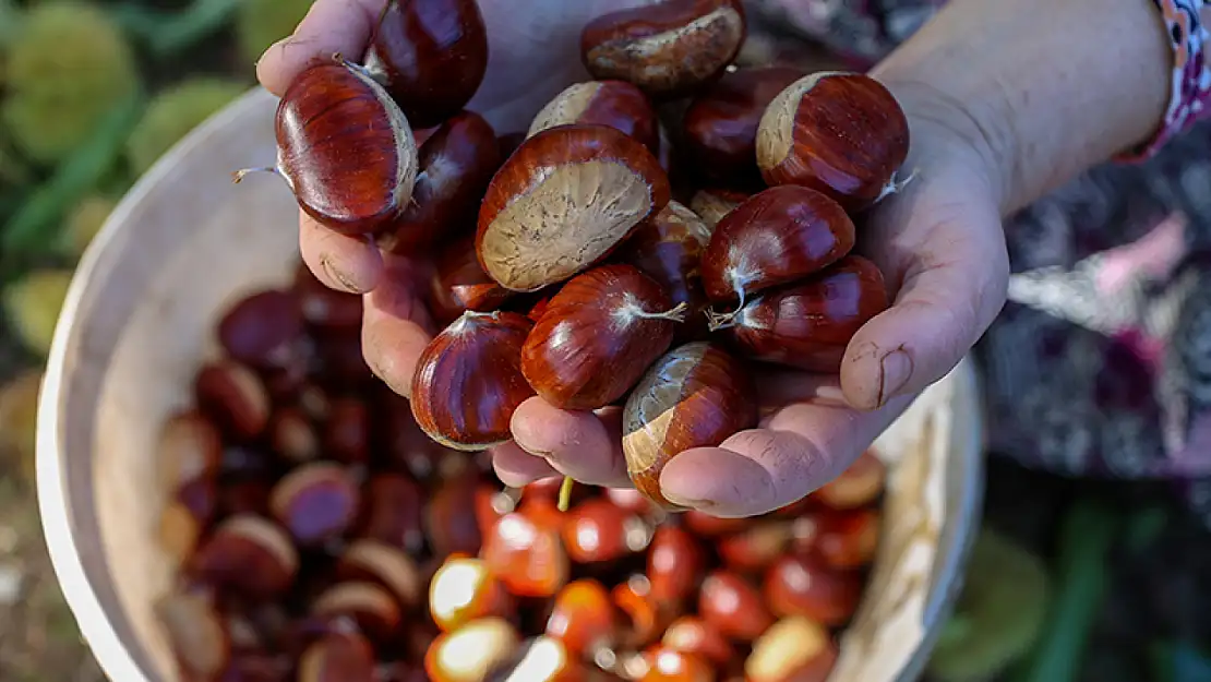 Ödemiş Birgi Kemer Köyü'nde Kestane Hasadı Başladı