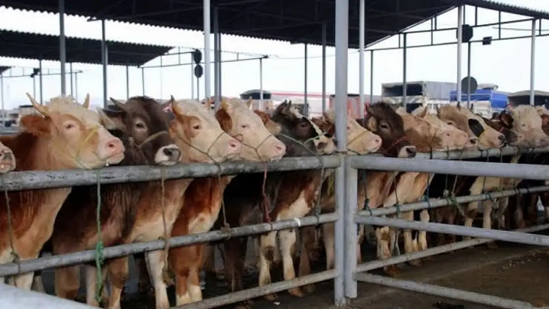 Ödemiş Canlı Hayvan Pazarı Geçici Olarak Kapatıldı