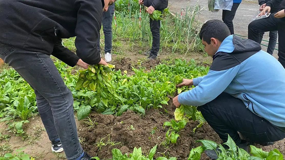 Ödemiş Meslek Lisesi Öğrencileri, Ispanak ve Roka Hasadını Gerçekleştirdi