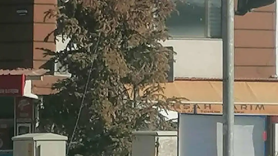 ÖDEMİŞ MEZARBAŞI'NDA DİKİLEN YILBAŞI ÇAMI KURUMAYA BAŞLADI