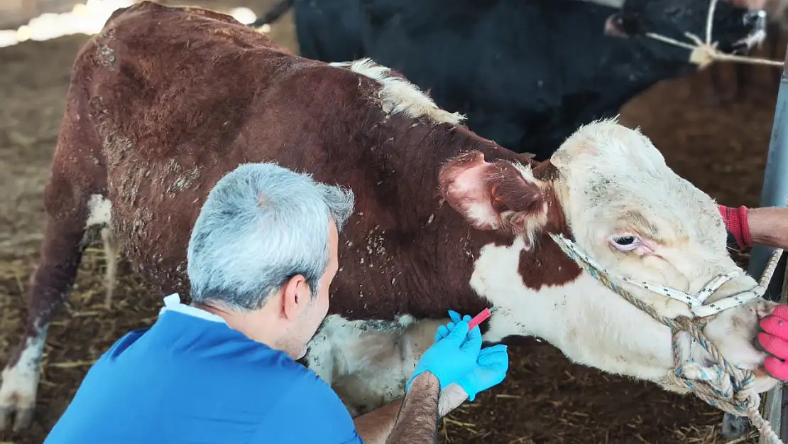 Ödemiş'te Besilik Büyükbaş Hayvanların Aşılama ve Test Çalışmaları Sürüyor