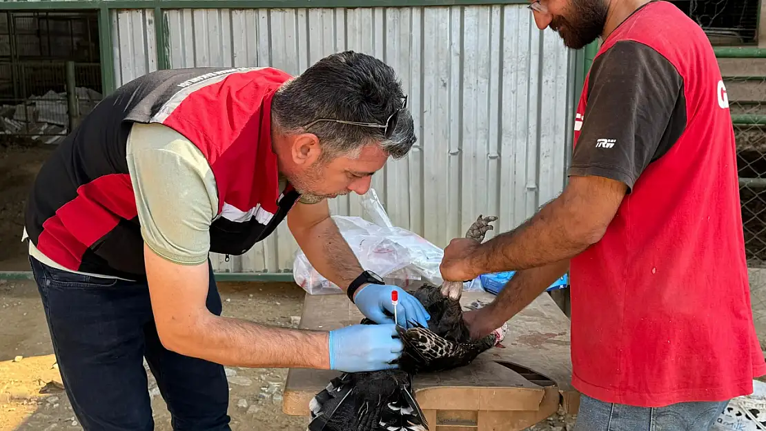 Ödemiş'te Kuş Gribi Tarama Testleri Gerçekleştirildi