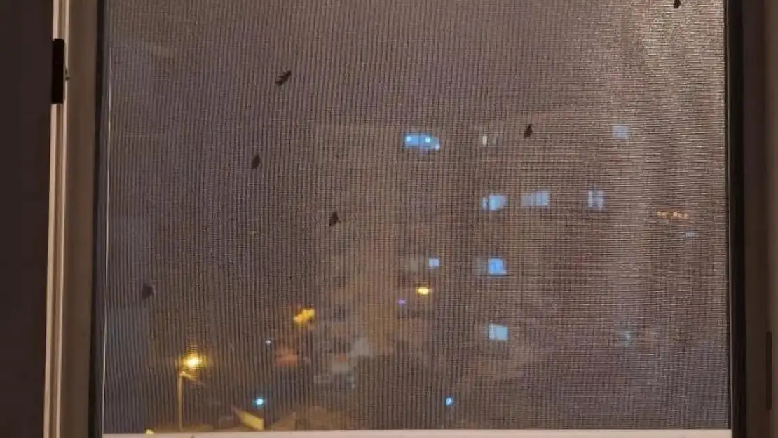Ödemiş'te Sivrisinek Sorunu Büyüyor: Vatandaşlar İlaçlama Bekliyor